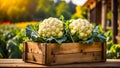 Harvest of fresh cauliflower in the vegetable garden