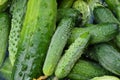 The harvest of fresh cucumbers closeup, torn from the garden for canning Royalty Free Stock Photo