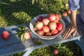 Harvest of the fresh dewy apples in the white bowl on the bench in the garden in early morning, hand of person nearby resting in s