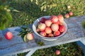 Harvest of the fresh dewy apples in the white bowl on the bench in the garden in early morning,