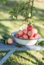 Harvest of the fresh dewy apples in the white bowl on the bench in the garden in early morning,