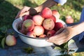 Harvest of the fresh dewy apples in a white bowl on the bench in the garden in early morning