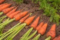 Harvest of fresh organic carrots closeup Royalty Free Stock Photo