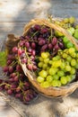 Harvest of fresh organic wine grapes in the basket, autumn