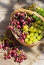 Harvest of fresh organic wine grapes in the basket, autumn