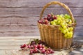 Harvest of fresh organic wine grapes in the basket, autumn