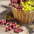 Harvest of fresh organic wine grapes in the basket, autumn