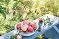 Harvest of the fresh pink dewy apples in the white bowl on the blue bench in the garden in early morning