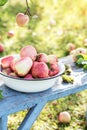 Harvest of the fresh pink dewy apples in the white bowl on the blue bench in the garden in early morning