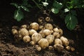 Harvest of fresh raw potatoes on the ground. Organic farming products Royalty Free Stock Photo