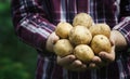 Harvest of fresh raw potatoes in hands of farmer against green background. Organic farming Royalty Free Stock Photo