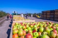 The harvest of fresh ripe red apples just collected from the trees are folded into large wooden pallet containers. A sunny autumn