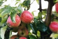 Harvest of fresh ripe red apples, sunny autumn or summer day in farmer orchard Royalty Free Stock Photo