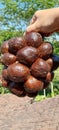 harvest fresh and ripe salak fruit Royalty Free Stock Photo