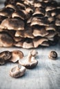 Harvest of fresh shiitake mushrooms, home cultivation kit, fungiculture Royalty Free Stock Photo