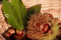 Harvest of fresh sweet chestnuts in basket Royalty Free Stock Photo