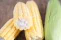 Harvest fresh tender corn on the cob