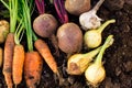 Harvest of fresh vegetables on ground in garden. Royalty Free Stock Photo