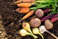 Harvest of fresh vegetables on ground in garden. Royalty Free Stock Photo
