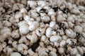 Growing of white champignons mushrooms, mycelium grow from compost into casing on organic farm in Netherlands, food industry in