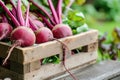 Harvest of fresh young beets in a wooden box