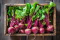 Harvest of fresh young beets in a wooden box