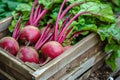 Harvest of fresh young beets in a wooden box