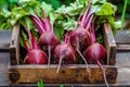 Harvest of fresh young beets in a wooden box