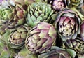 Harvest of freshly artichokes