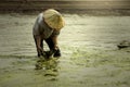 Harvest freshwater algae Villagers or fishermen in the Mekong