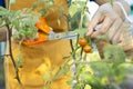 Harvest garden red juicy fresh tomato at home with touching hand,Healthy organic food Royalty Free Stock Photo