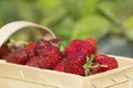 Harvest of garden strawberries. Red ripe strawberries in a basket close up Royalty Free Stock Photo