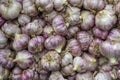 Harvest garlic Royalty Free Stock Photo