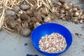 Harvest of garlic Royalty Free Stock Photo