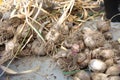 Harvest of garlic Royalty Free Stock Photo