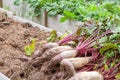 harvest of giant beets lies in the garden. Oversaturation of vegetables with fertilizers and trace elements. Mistakes