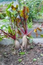 harvest of giant beets lies in the garden. Oversaturation of vegetables with fertilizers and trace elements. Mistakes