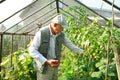 Harvest from glasshouse