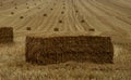 Harvest with golden haybales on wheat field Royalty Free Stock Photo