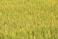 Harvest golden organic rice plant farm background