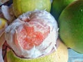 harvest grapefruit that is still fresh