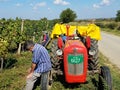 Harvest of grapes Royalty Free Stock Photo