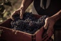 Harvest grapes , created with Generative AI technology