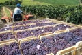 Harvest grapes Royalty Free Stock Photo