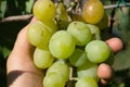 Harvest grapes. Large grapes. Grapes and winemaking. Large grapes.