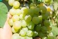 Harvest grapes. Large grapes. Grapes and winemaking. Large grapes.