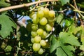 Harvest grapes. Large grapes. Grapes and winemaking. Large grapes.