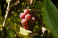 Harvest grapes. Large grapes. Grapes and winemaking. Large grapes.
