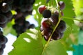 Harvest grapes. Large grapes. Grapes and winemaking. Large grapes.