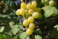 Harvest grapes. Large grapes. Grapes and winemaking. Large grapes.